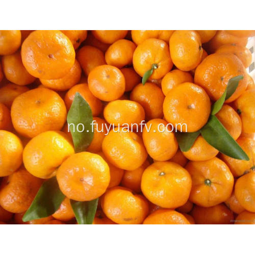 Frisk baby mandarin fra Nanfeng byen